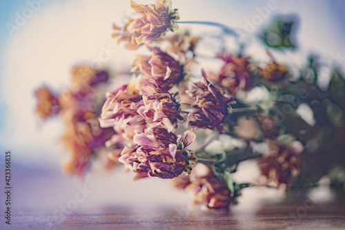 DRIED FLOWERS 