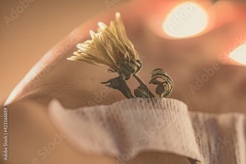 DRIED FLOWERS WITH PFLASTER