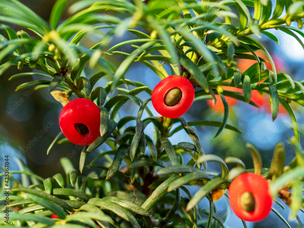 Closeup of red berries on a yew tree