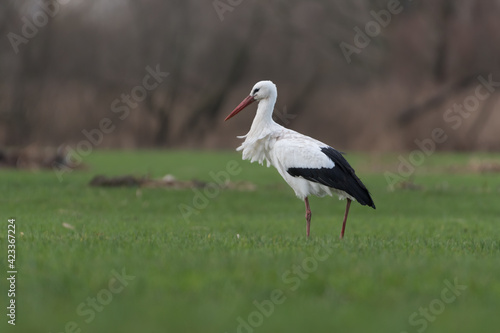 White stork standing in the meadow, photographed in the Netherlands.