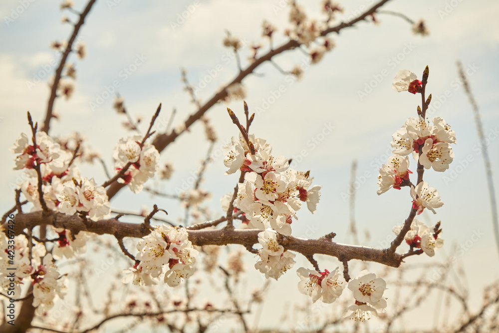 Fruit tree blossoms photographed against the sky. Will they be delicious apples, peaches or pears? Surely! Fruit tree blossoms photographed against the sky. Will they be delicious apples, peaches or pears? Surely!