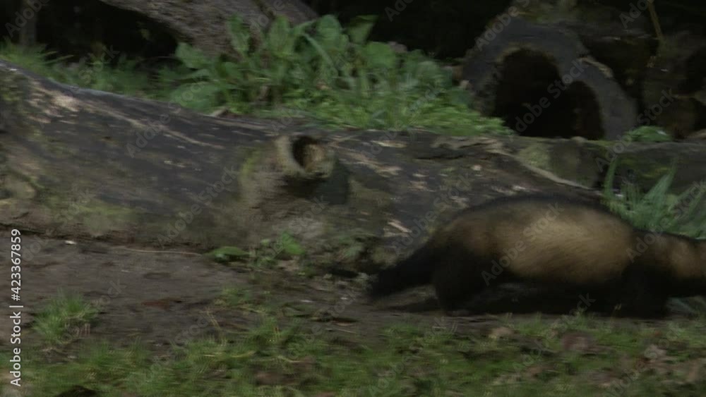 European polecat (Mustela putorius) with a caught mouse in his mouth, coming out a tree stump, at night. European polecat (Mustela putorius) with a caught mouse in his mouth, coming out a tree stump, at night.