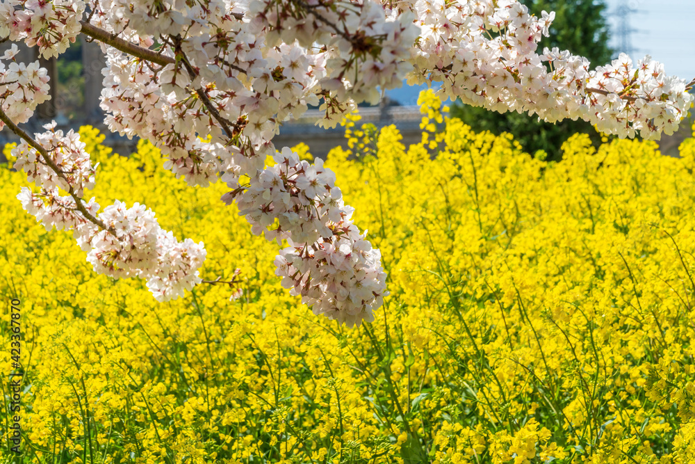 桜と菜の花