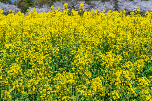 Obraz na płótnie 菜の花 w salonie