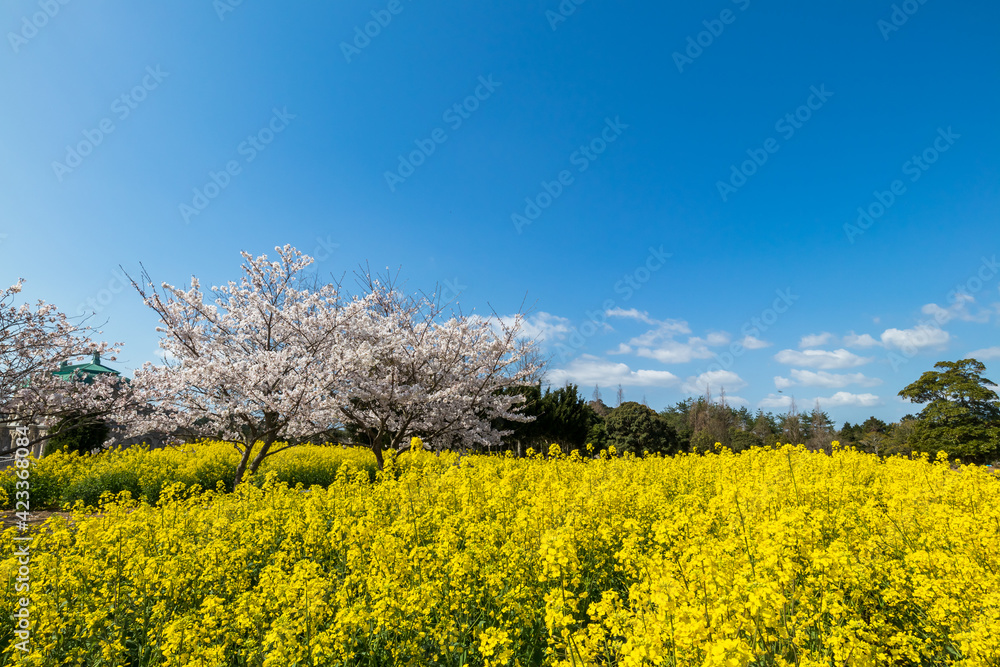 桜と菜の花