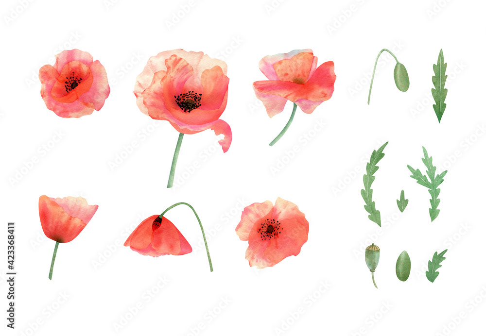 Poppies flower set. Watercolor botanical illustration with red poppy flowers, budm petals, leaves