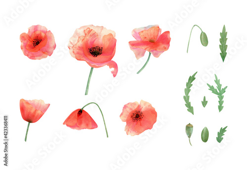 Poppies flower set. Watercolor botanical illustration with red poppy flowers  budm petals  leaves