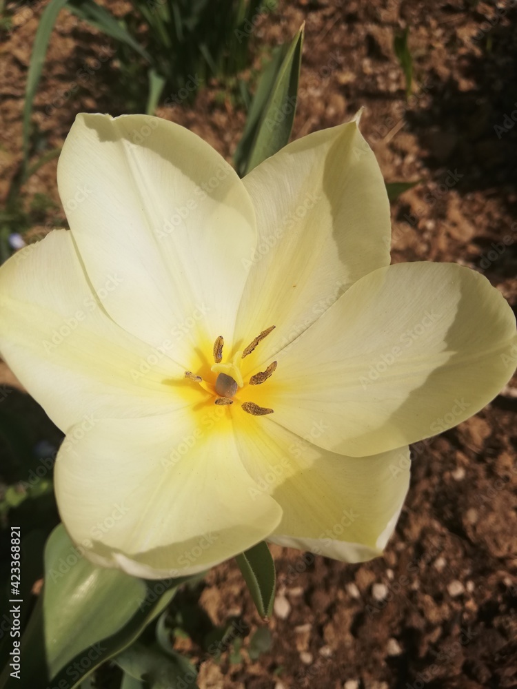 Fototapeta premium Spring flower