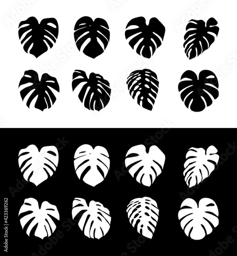 Monstera Deliciosa plant leaf silhouette isolated on background