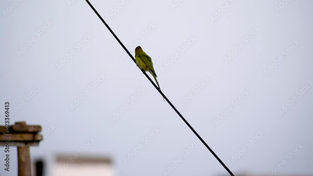 sparrow on a electric wire. sparrow on a electric wire.