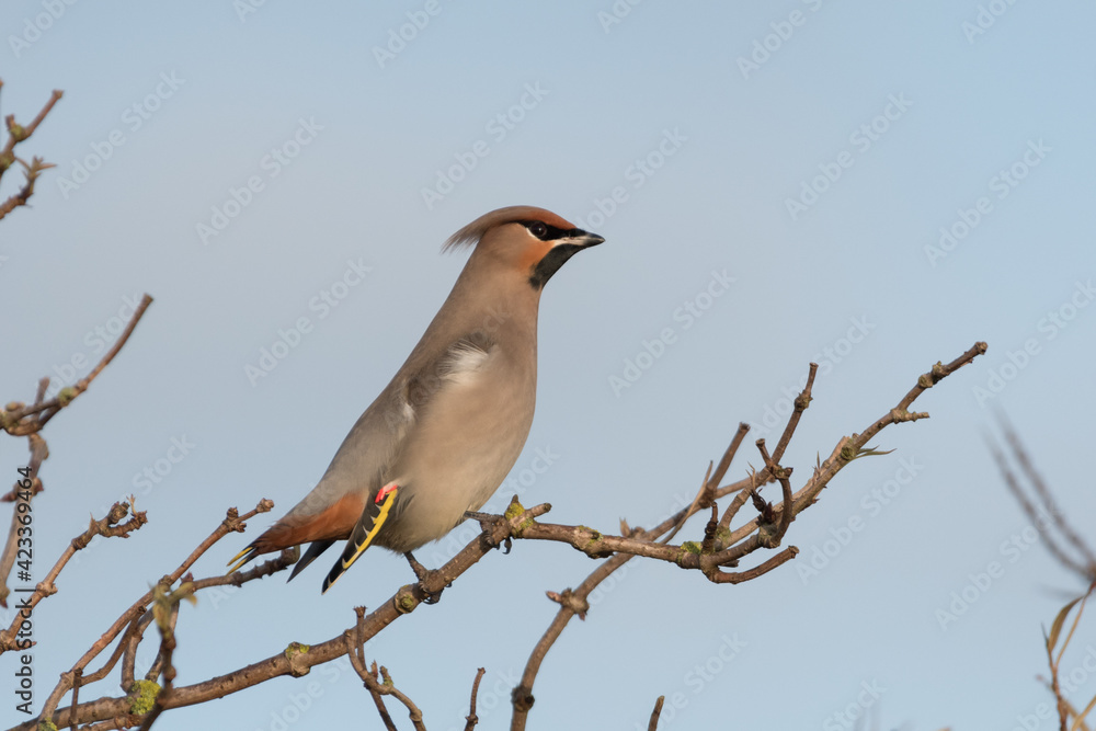 Beautiful Bohemian waxwing polishes its feathers, photographed in the Netherlands. Beautiful Bohemian waxwing polishes its feathers, photographed in the Netherlands.