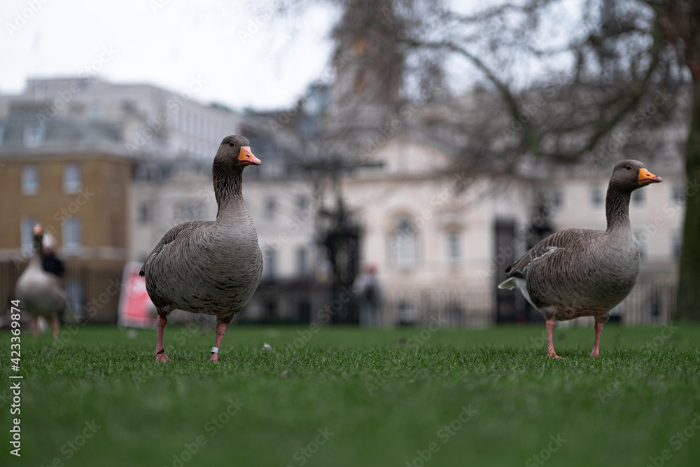 View of multiple grey goose walking through a green grass field in the center of London city on a cold winter day. Outlines of old buildings blurred in the background View of multiple grey goose walking through a green grass field in the center of London city on a cold winter day. Outlines of old buildings blurred in the background