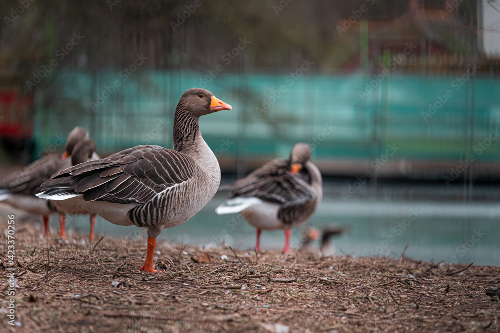 Side view of multiple brown and orange geese standing together looking into the distance in a park in the center of London city. Cold winter day in UKs national covid lockdown Side view of multiple brown and orange geese standing together looking into the distance in a park in the center of London city. Cold winter day in UKs national covid lockdown