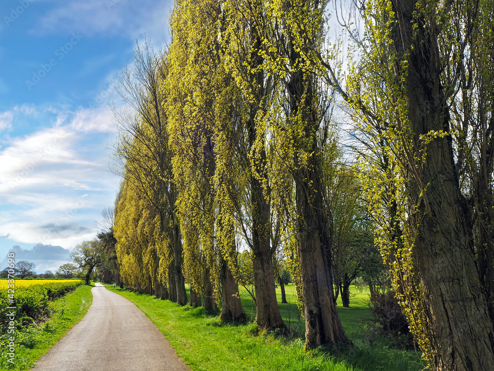 Poplar trees beside a country lane in North Yorkshire, England