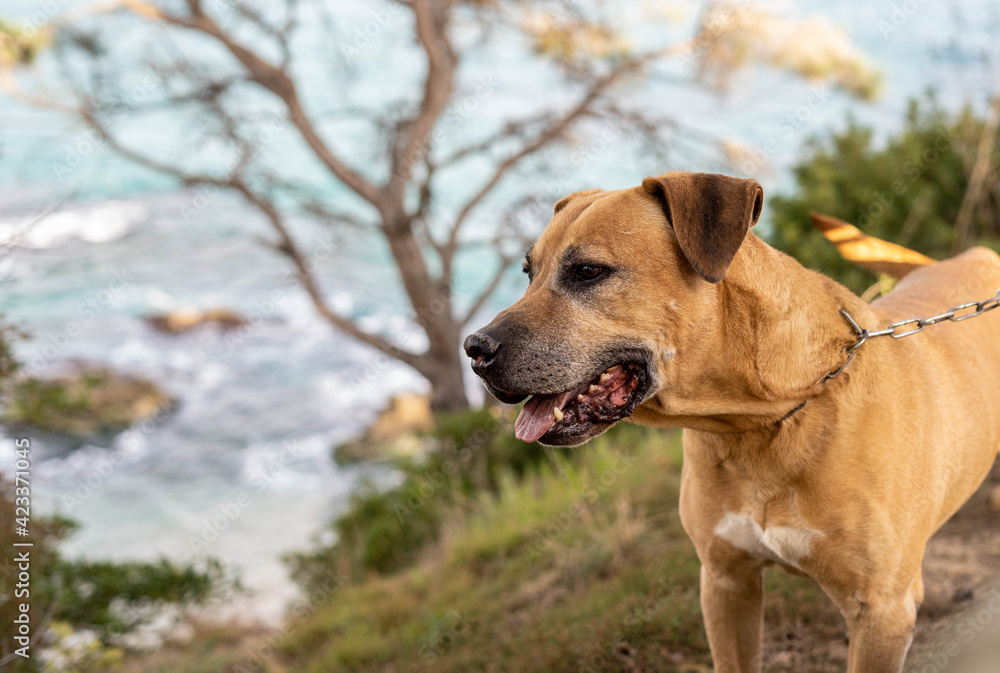 Perro de presa marron en un día soleado