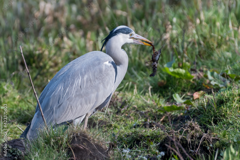 A grey heron that has caught a crayfish, photographed in the Netherlands. A grey heron that has caught a crayfish, photographed in the Netherlands.