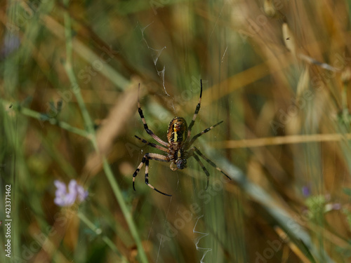 Garden spider, Argiope Trifasciata, hunting a butterfly, near Almansa, Spain. © Alfre_Xat