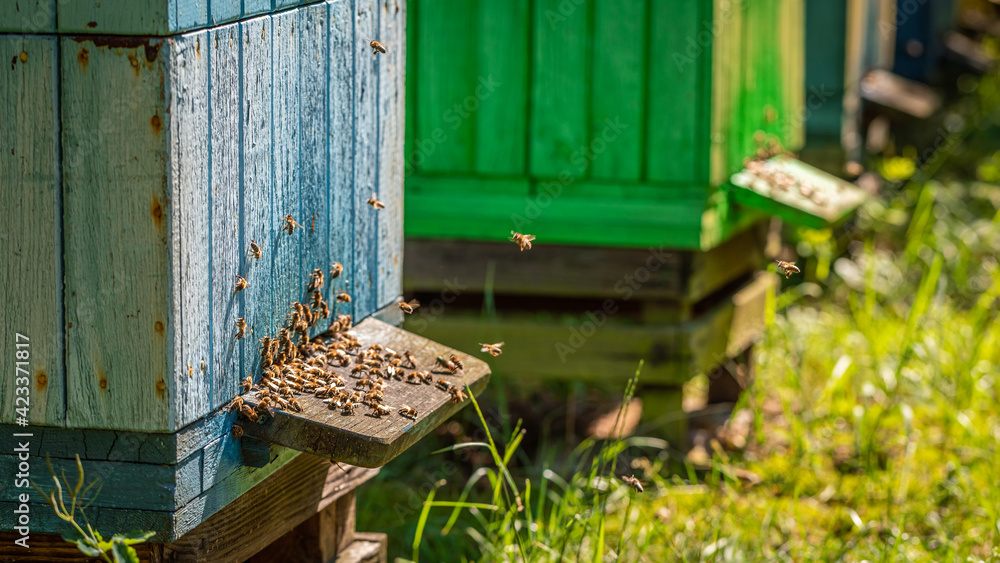 Cool apiary in the fruit orchard. Ecological honey production.