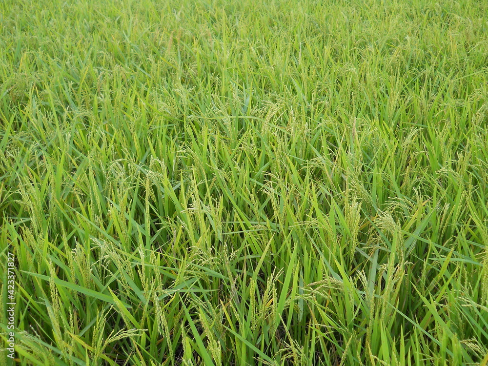 green wheat field green wheat field
