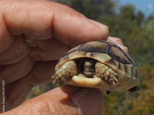 Baby Greek tortoise, Testudo Graeca, found on Mt Hymettus