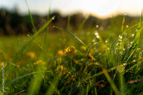 Cuadro en lienzo Eine Wiese mit Morgentau im Sonnenaufgang