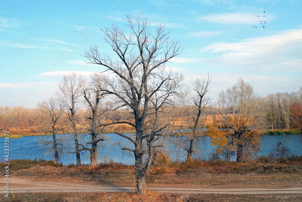 A group of trees against the background of the river, sky and forest on an autumn day. A country road in the foreground and a flock of flying birds against the sky. A group of trees against the background of the river, sky and forest on an autumn day. A country road in the foreground and a flock of flying birds against the sky.