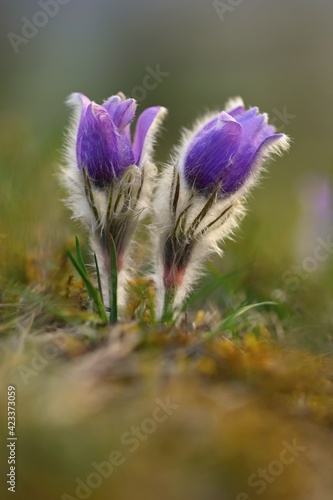 Springtime - spring flower. Beautiful purple little furry pasque-flower. (Pulsatilla grandis) Blooming on spring meadow at the sunset. Nature colorful background.