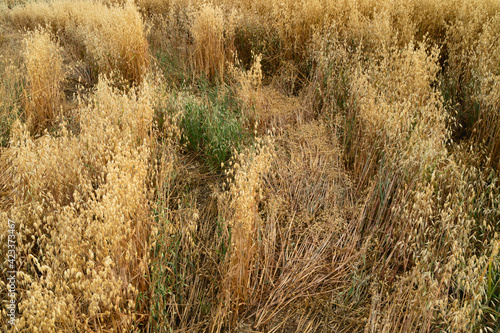 Field of oats in summer, Beverley, Yorkshire, UK.