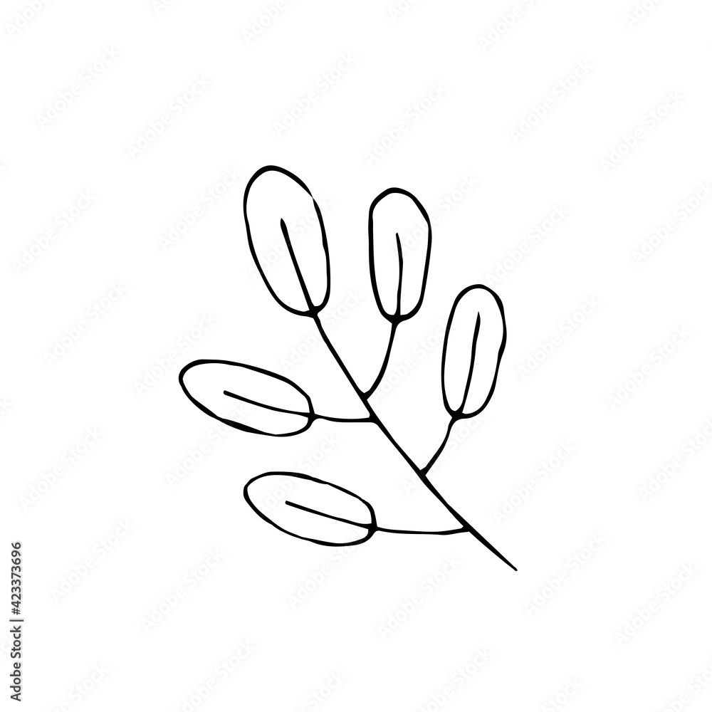 Rowan leaves. Plant. Vector hand-drawn doodle illustration. Black and white outline. Silhouette. Coloring. Rowan leaves. Plant. Vector hand-drawn doodle illustration. Black and white outline. Silhouette. Coloring.