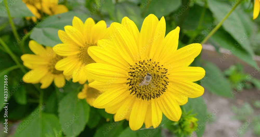 Bee pollinates the sunflower flower. Bee pollinates the sunflower flower.