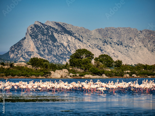 Fenicotteri rosa nella laguna di san teodoro in sardegna