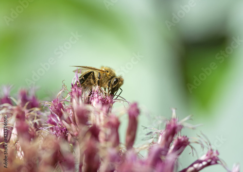 Bee collecting nectar at a blossom © manfredxy