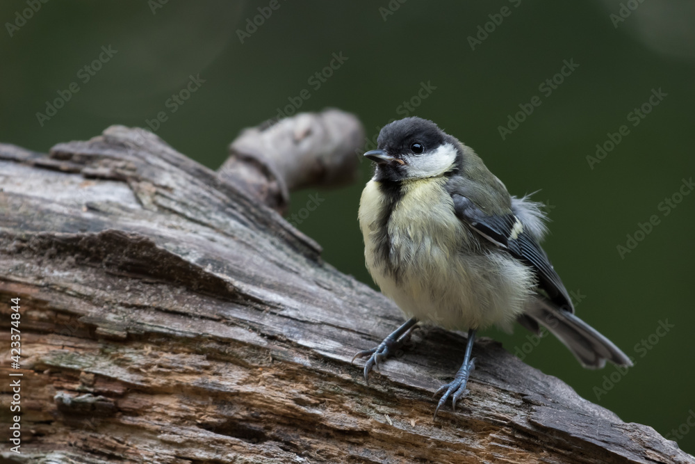 Fototapeta premium Great tit (Parus major) in Goois Natuurreservaat, The Nerherlands.