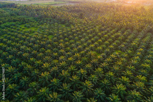 Oil palm platation field sunset light agricultural industry photo