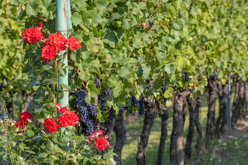 Ripening grapes in Southern Moravia  Czech Republic