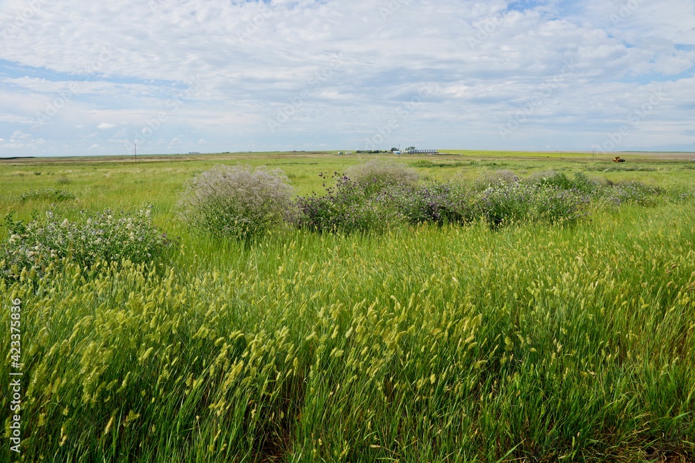 Prairie wildflowers in Saskatchewan Canada 2