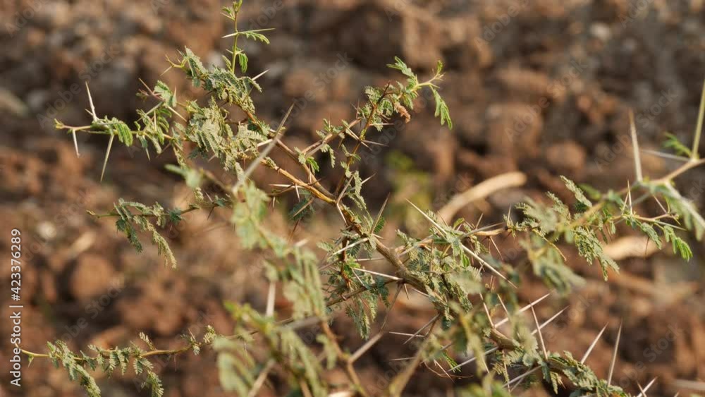 Desert plants with green leaves and big spines Desert plants with green leaves and big spines