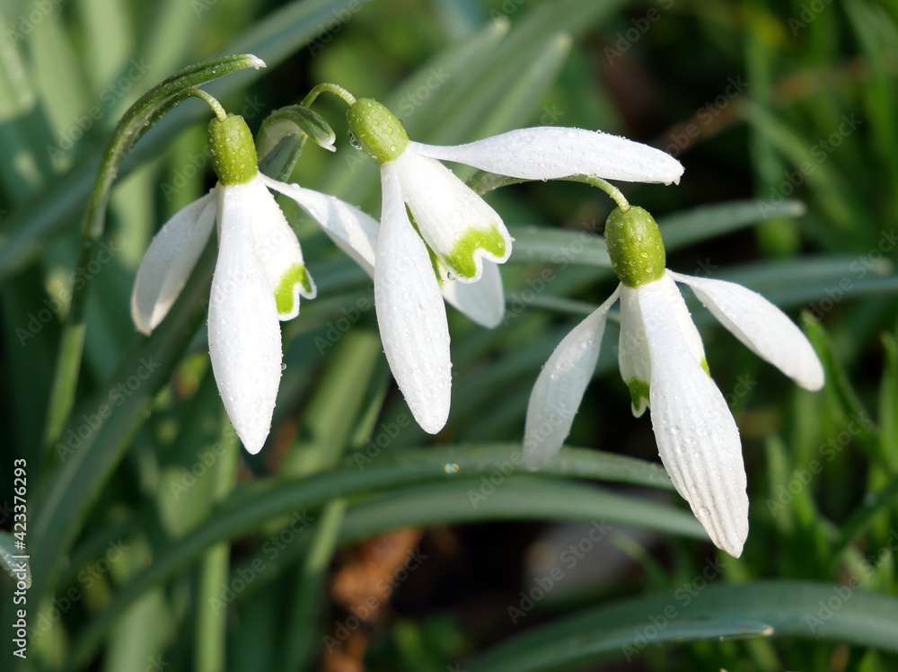 Spring in garden. Beauty snowdrops. Spring in garden. Beauty snowdrops.