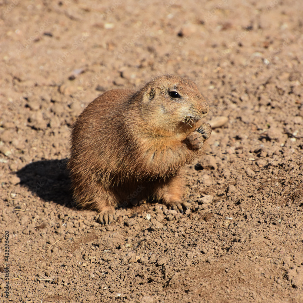 Nagetiere (Rodentia) - Ein auf sandigem Grund sitzender Präriehund (Cynomys) beim futtern Nagetiere (Rodentia) - Ein auf sandigem Grund sitzender Präriehund (Cynomys) beim futtern