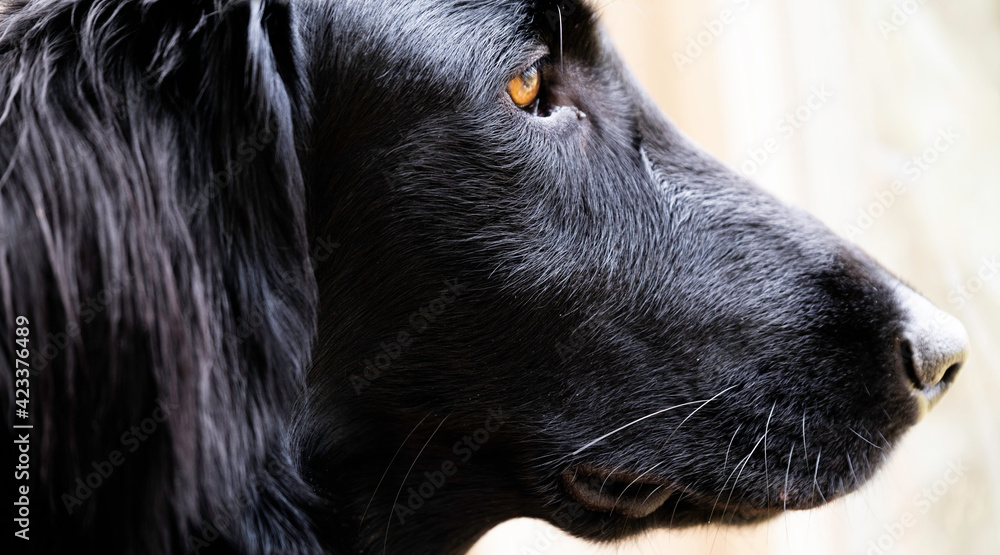 Side view of the sunlit head of a beautiful black Flatcoated Retriever with brown eyes on light background. Focus on the eyelids and hairs under the eye. Narrow depth of field