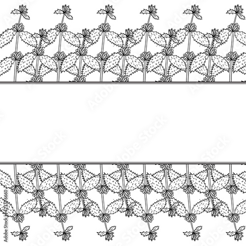 White horehound, border frame herb ww bb