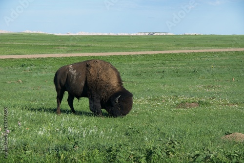 Buffalo grazing in Badlands National Park in South Dakota
