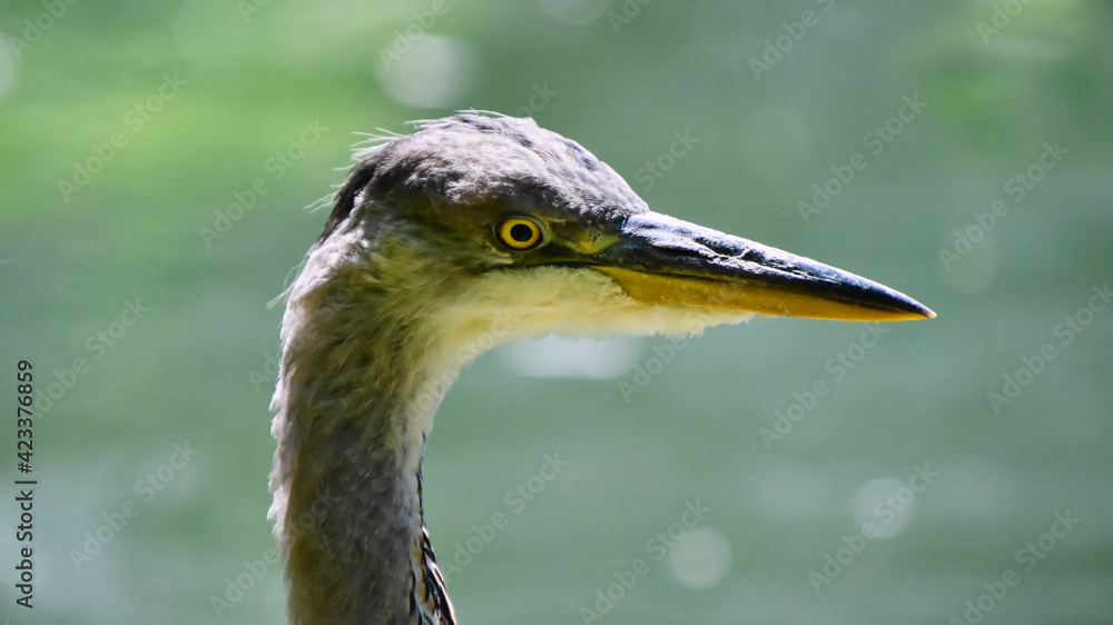 Vögel - Ein Graureiher (Ardea cinerea), auch Fischreiher genannt im Portrait Vögel - Ein Graureiher (Ardea cinerea), auch Fischreiher genannt im Portrait
