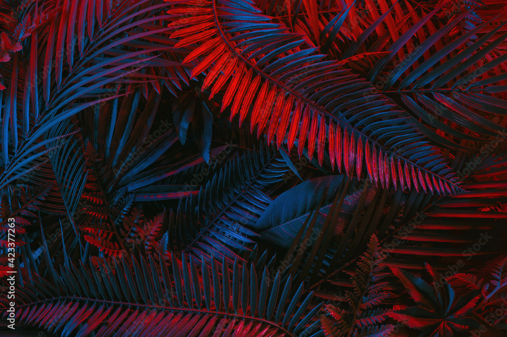 Fototapeta Tropical green palm leaves in vibrant gradient neon colors
