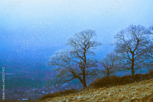 The first snow on the hill covers the treetops. Autumn colors on a grassy field are slowly covered with falling snow, contrasting with the blue background. View from the top of the nature reserve.