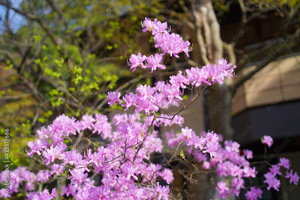 Obraz premium 鎌倉の桜と風景