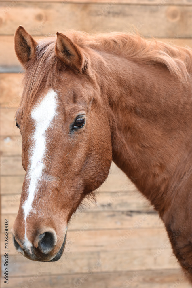 Fototapeta premium cavallo