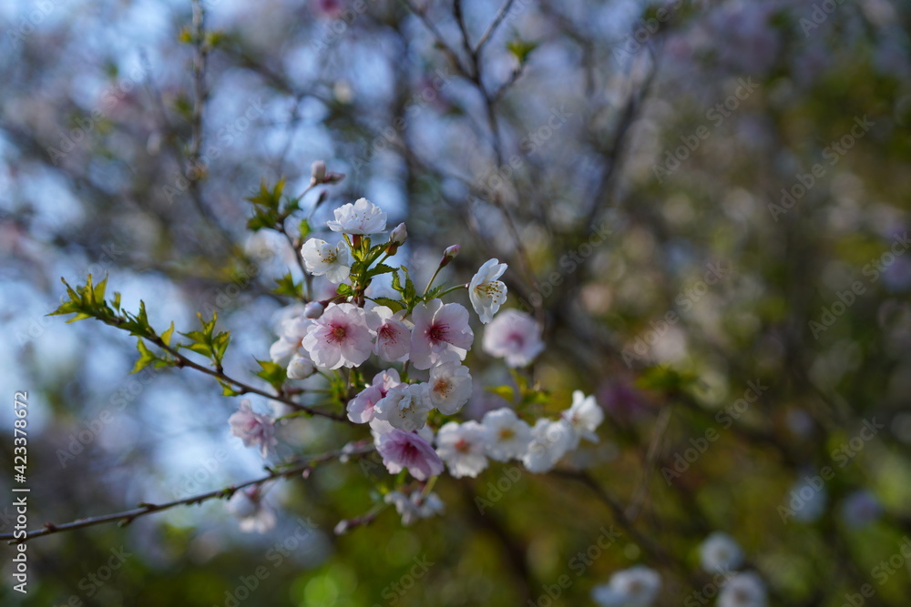 Obraz premium 鎌倉の桜と寺