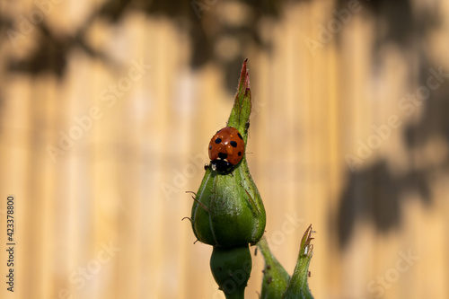 ladybird on a rose bud
