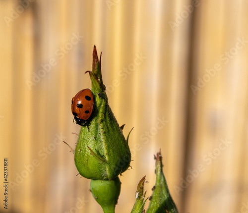 ladybird on a rose bud